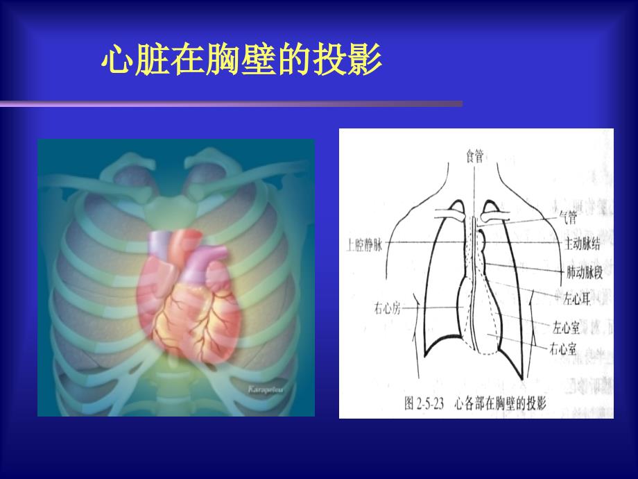 循环系统常见疾病症状与体征诊断学课件_第2页