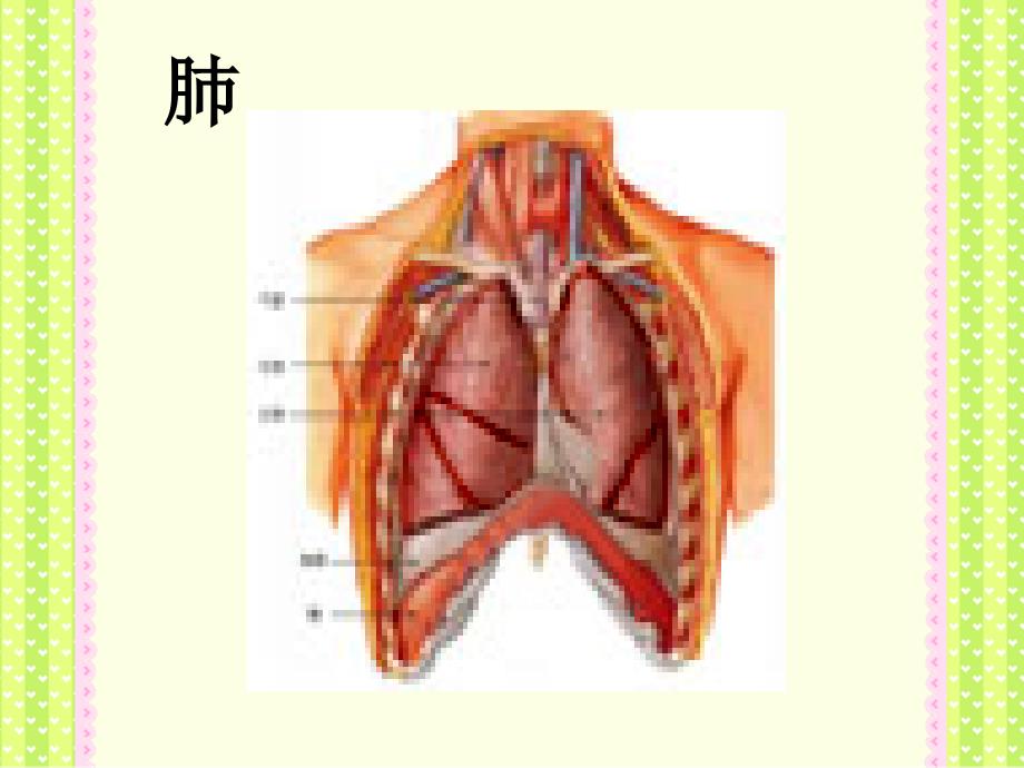 《发生在肺内的气体交换》课件（成）_第2页