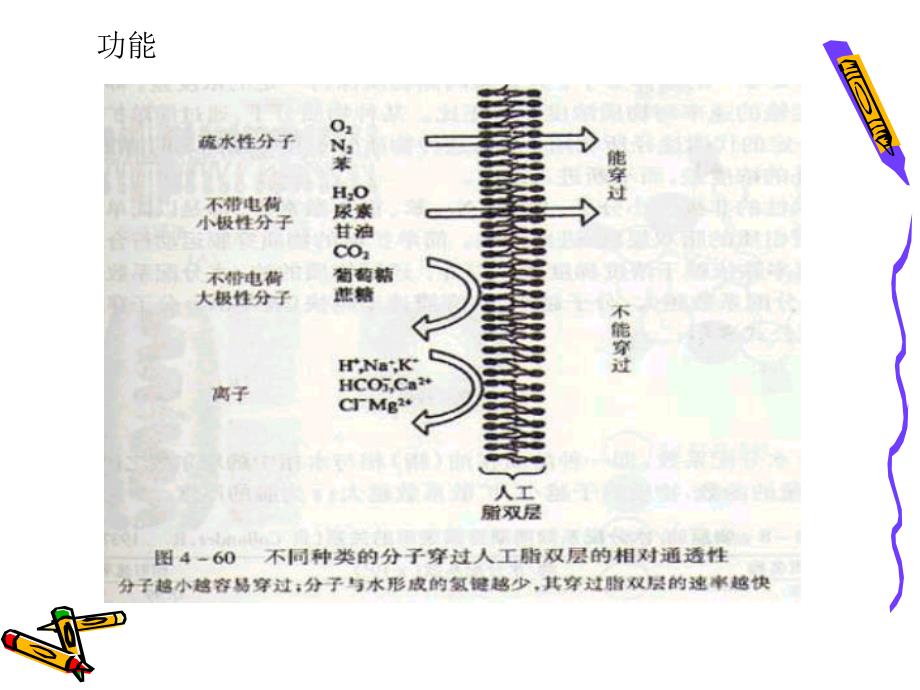 细胞生物学物质的跨膜运输文档资料_第3页