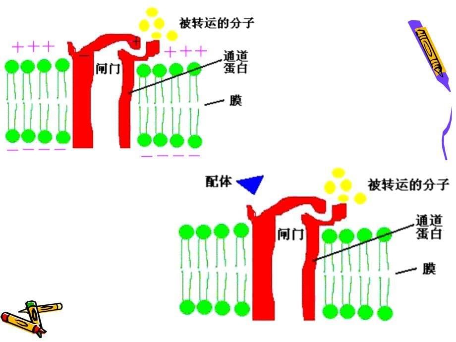 细胞生物学物质的跨膜运输文档资料_第5页