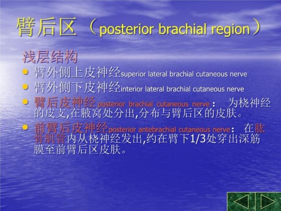 最新实习七上肢后面解剖PPT课件_第4页