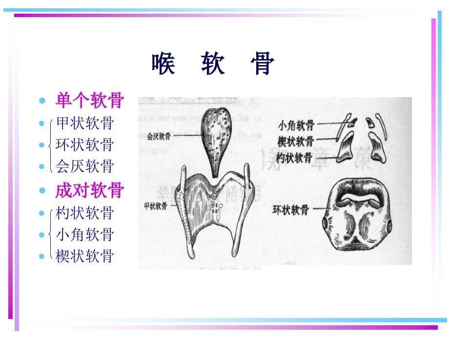 喉的应用解剖学及生理学课件_第5页