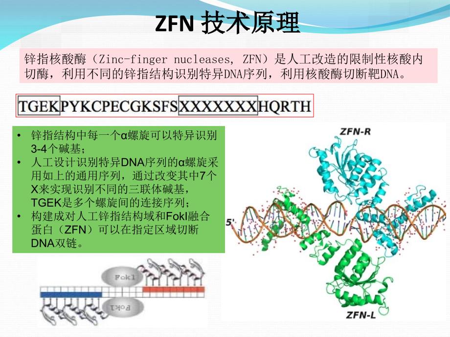 《基因敲除新技术》PPT课件_第2页