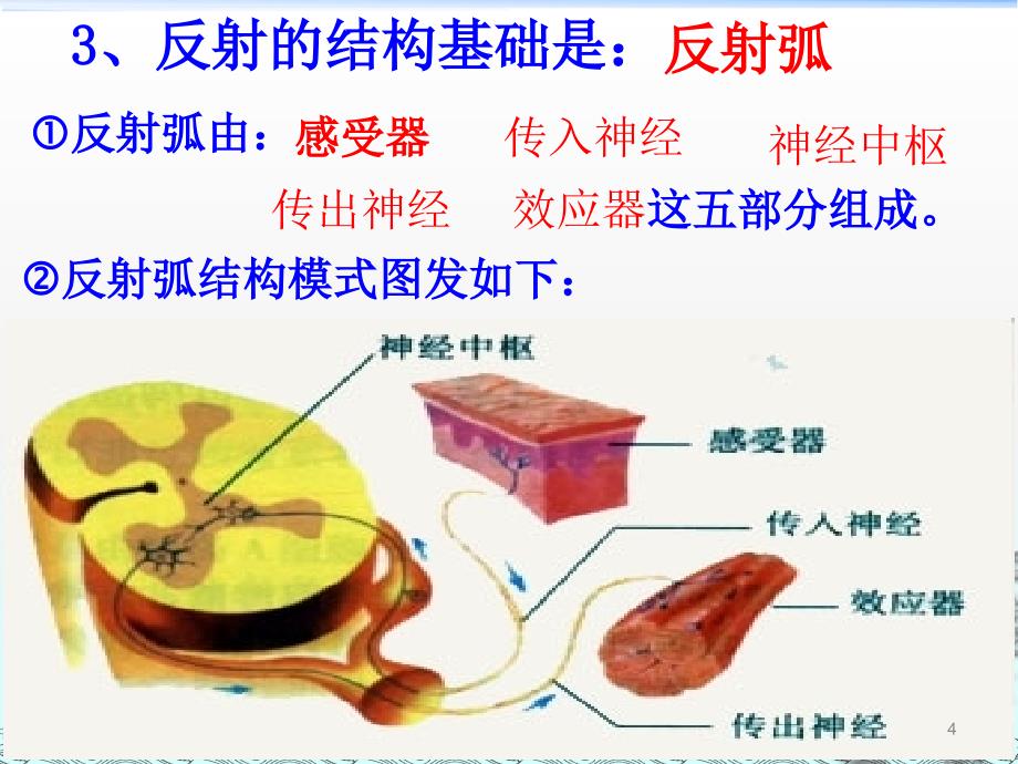 高二生物神经调节ppt课件_第4页