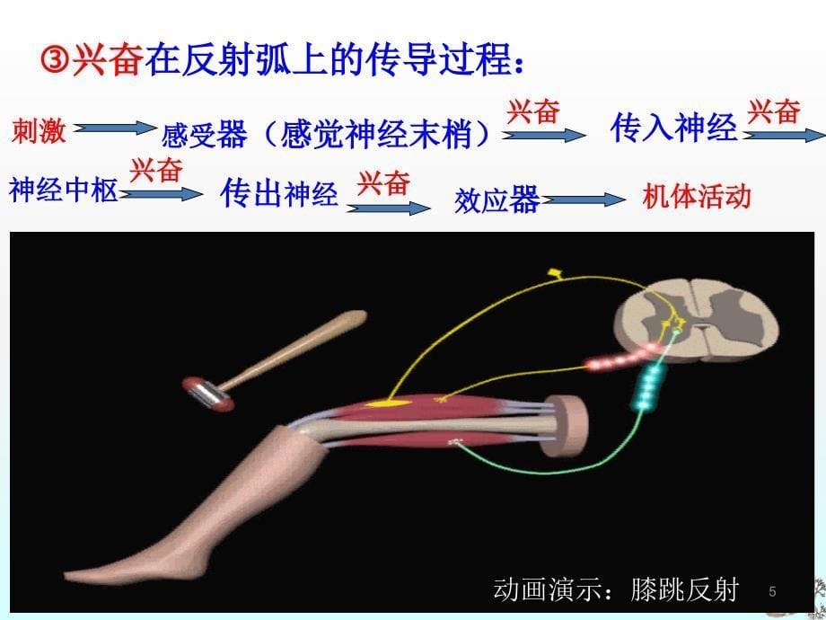 高二生物神经调节ppt课件_第5页