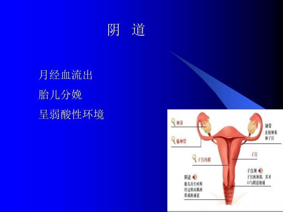 妇产科解剖生理基础.ppt_第5页