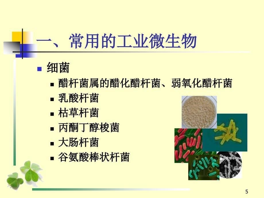 第二章工业用微生物菌种_第5页