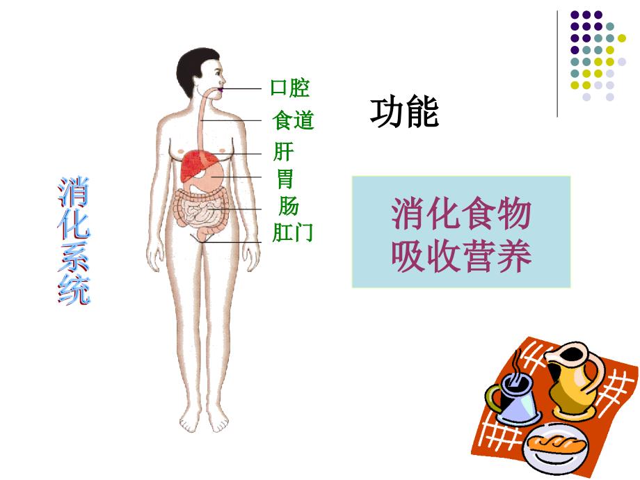 苏教版七年级下册生物人体概述课件_第4页