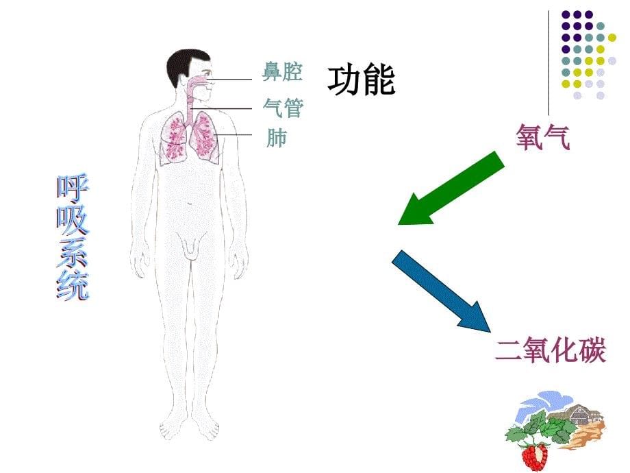 苏教版七年级下册生物人体概述课件_第5页