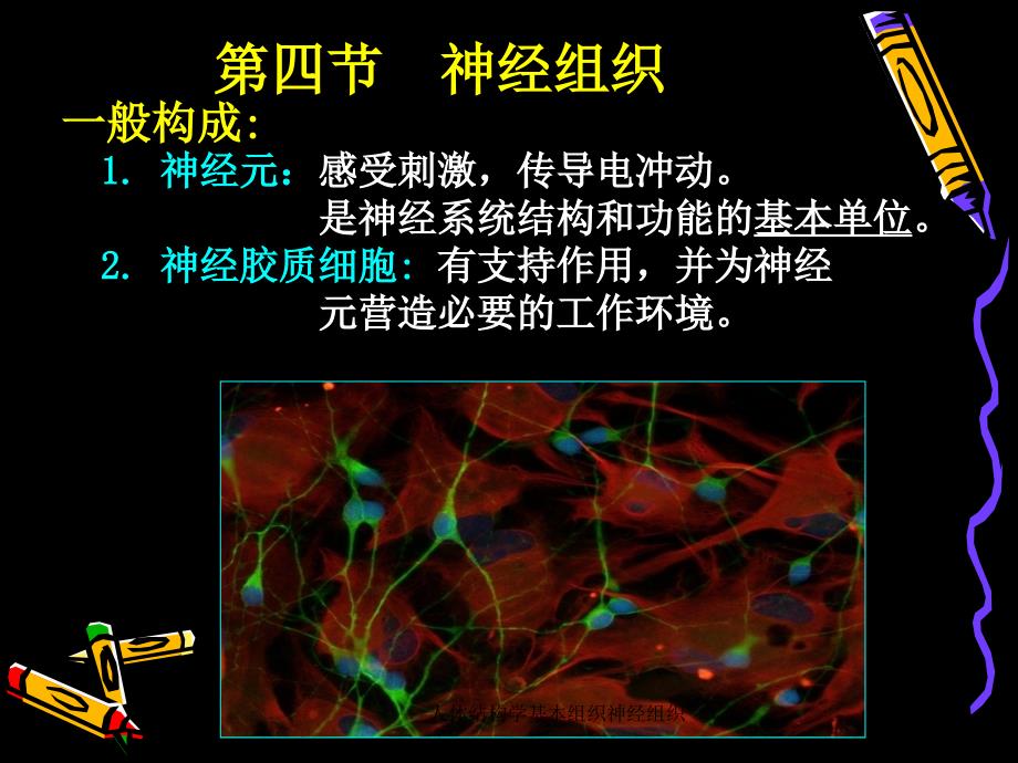 人体结构学基本组织神经组织课件_第2页