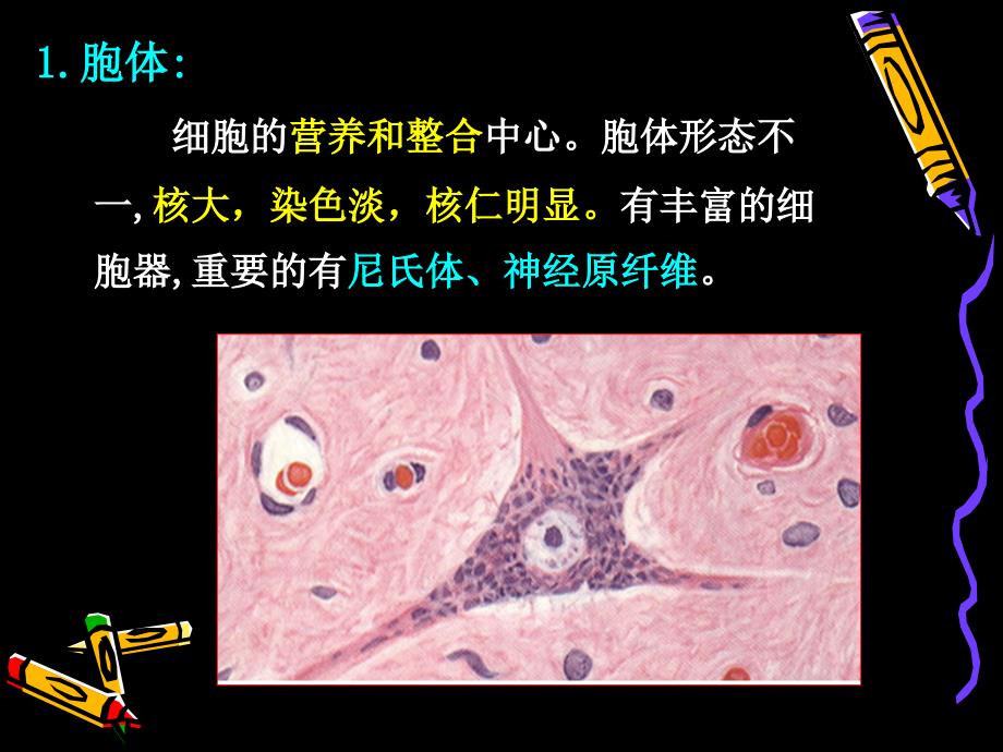 人体结构学基本组织神经组织课件_第4页