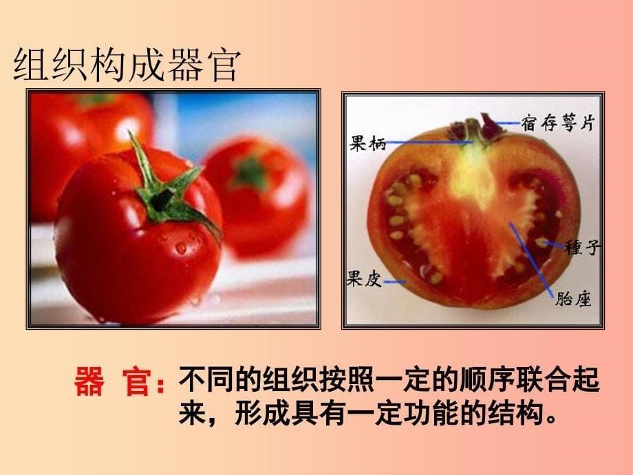 七年级生物上册第二单元第二章第三节植物体的结构层次课件 新人教版.ppt_第5页