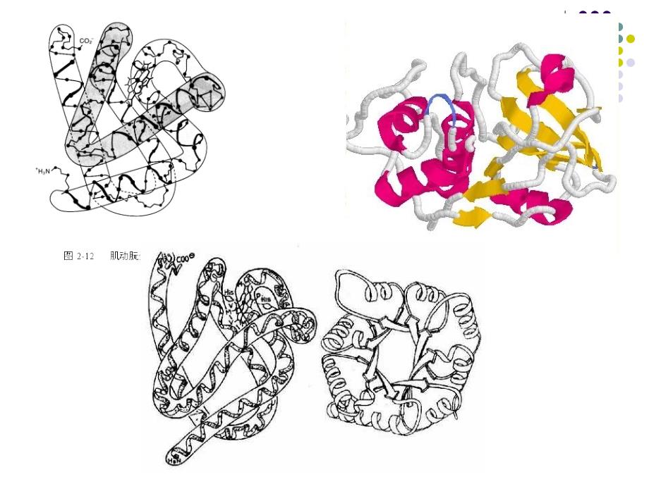 生物化学 第二章 蛋白质化学 上_第4页