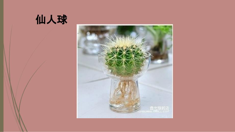 《百花园水培培训》PPT课件_第4页