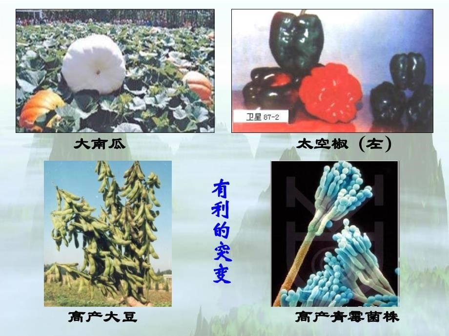 《食品毒理学第六章》PPT课件_第5页