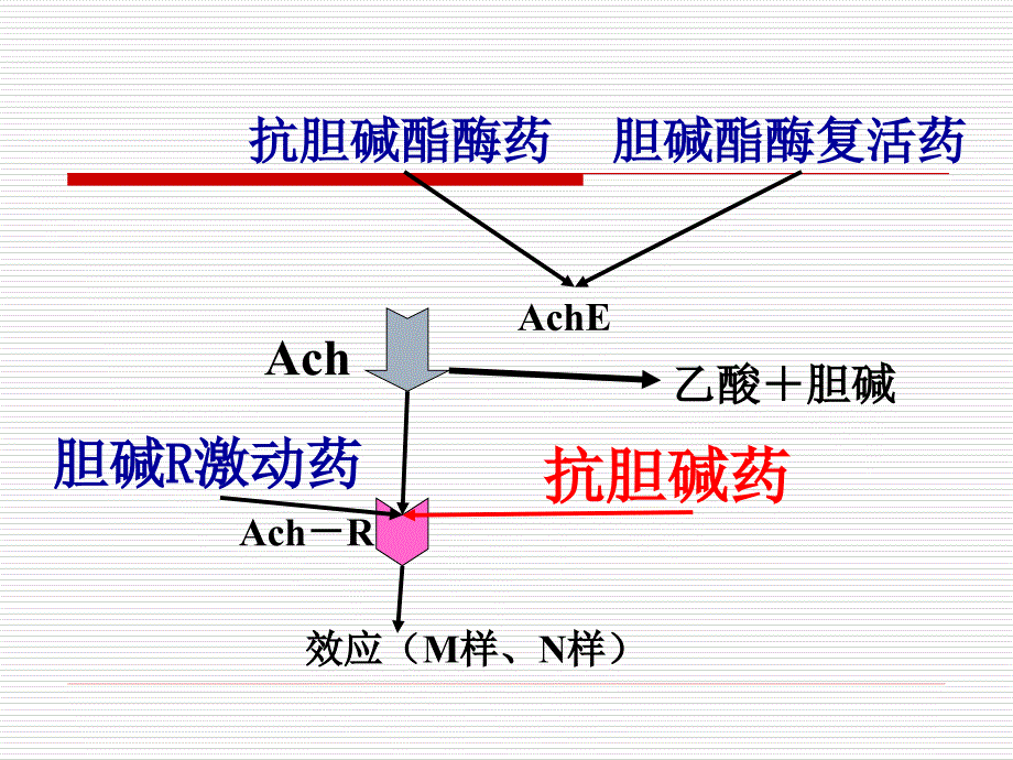 6第八章--抗胆碱药_第2页