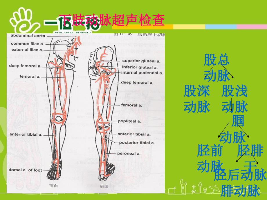 上下肢动静脉的超声检查_第2页