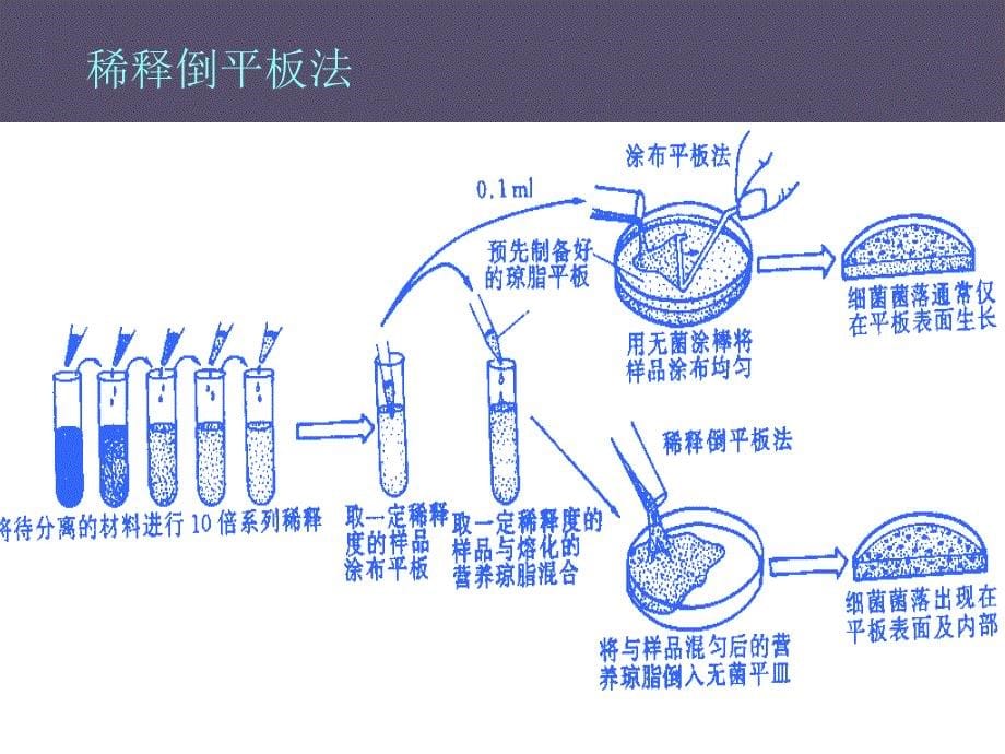 微生物的生长及控制课件_第5页