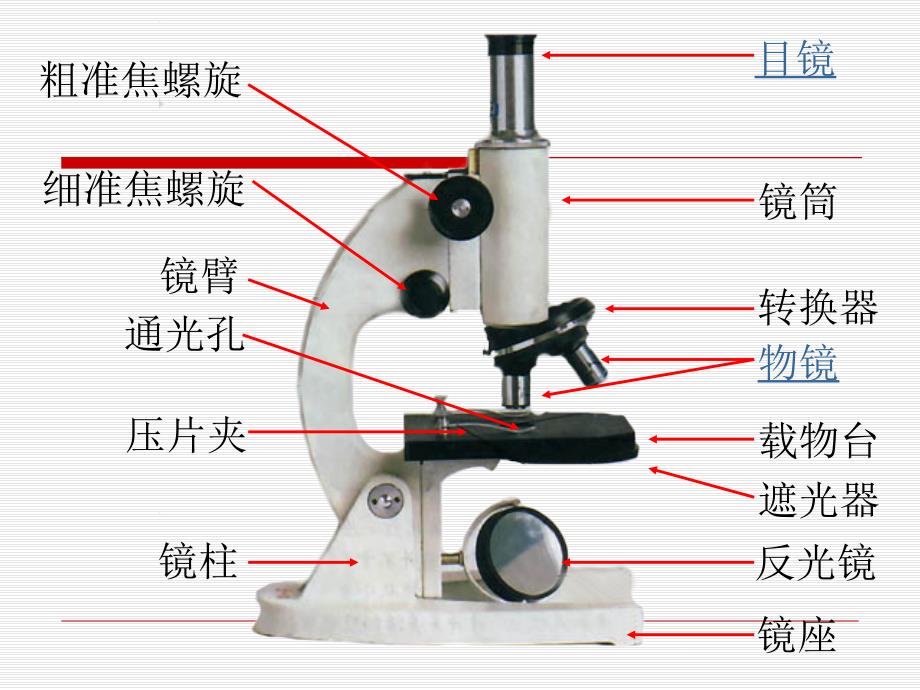 显微镜的结构及使用方法_第4页