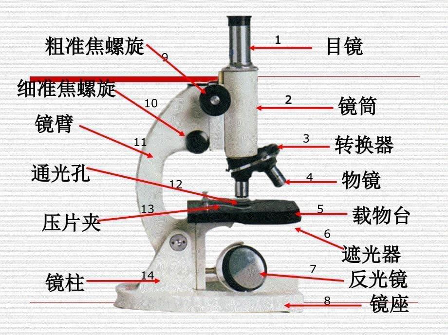 显微镜的结构及使用方法_第5页