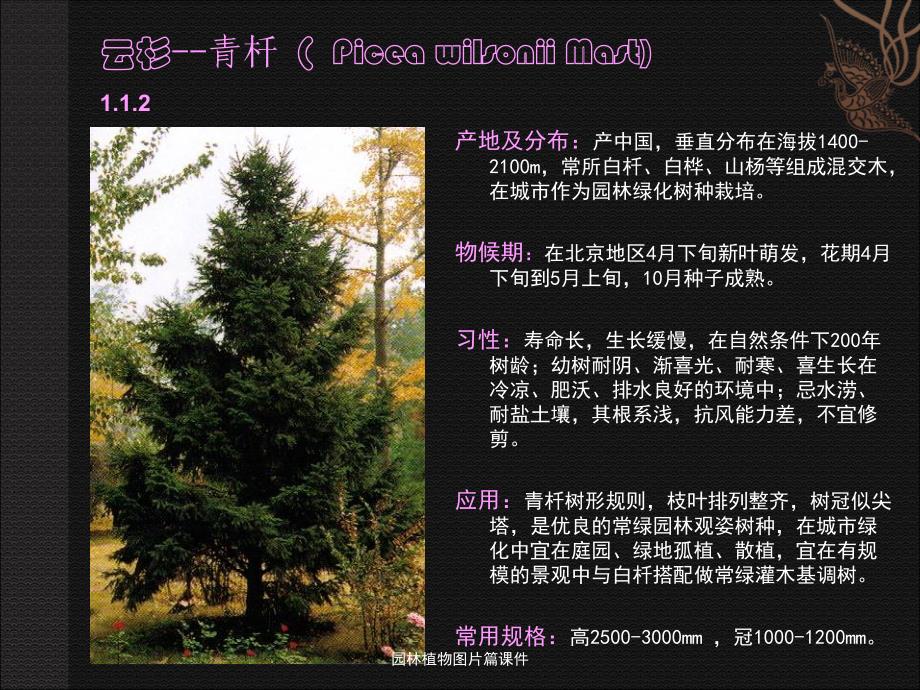 园林植物图片篇课件_第4页