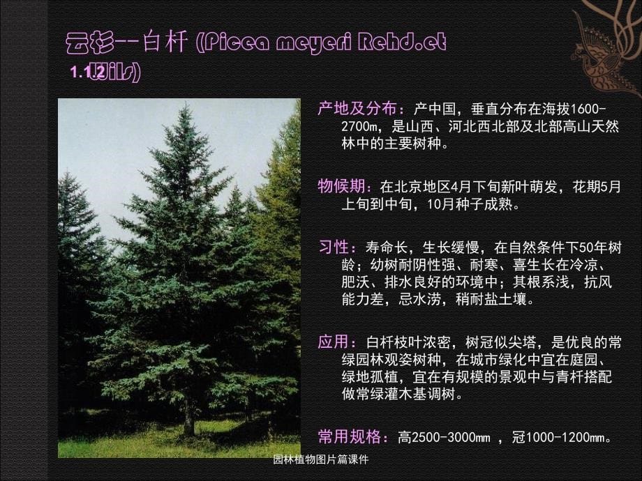 园林植物图片篇课件_第5页