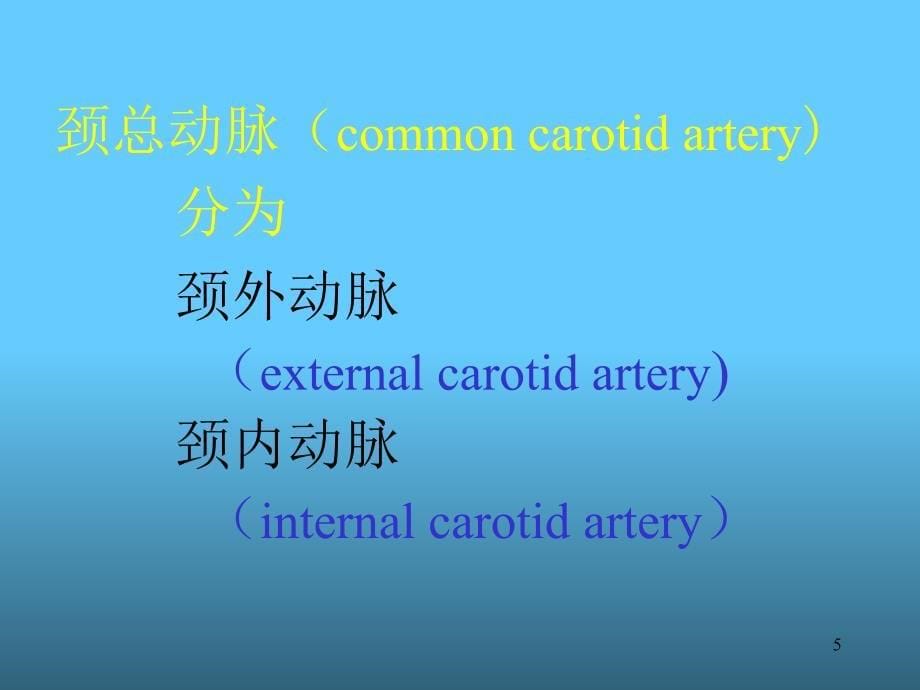 颌面部解剖-血管PPT_第5页