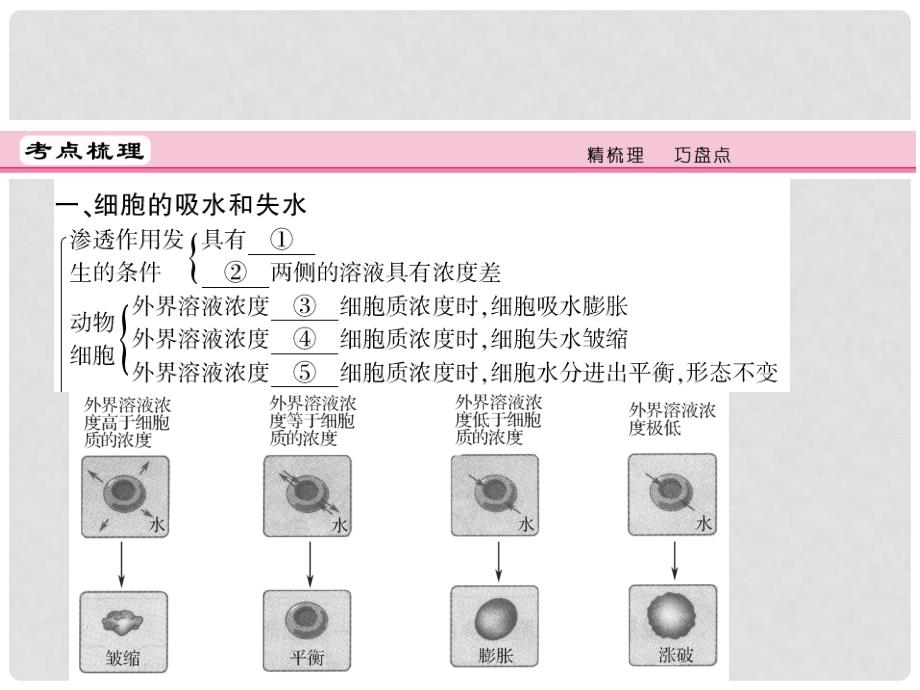 高考生物一轮复习 141 物质跨膜运输的实例精品课件 新人教版_第4页