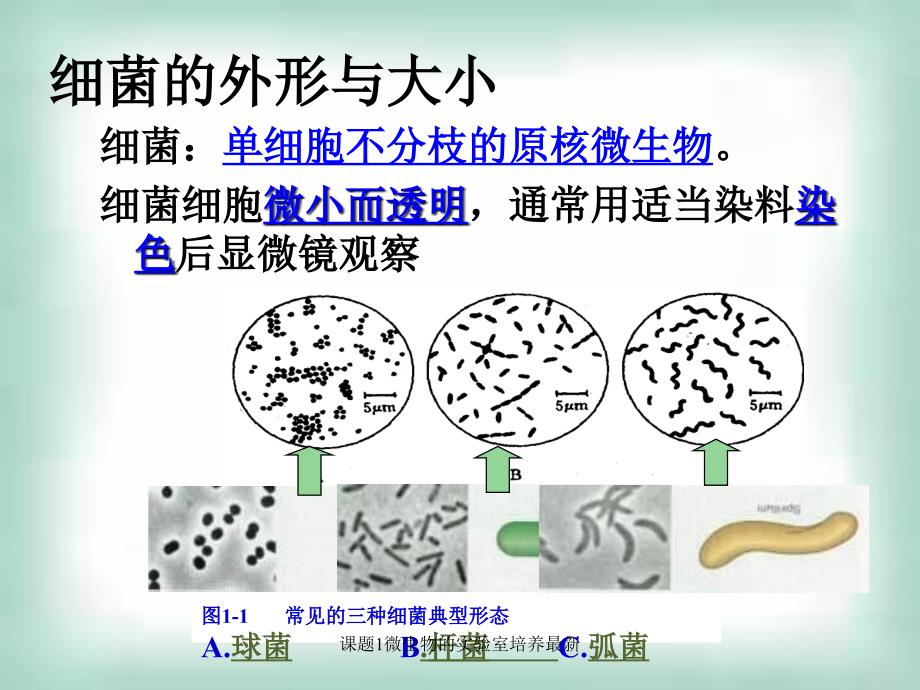 课题1微生物的实验室培养最新课件_第3页