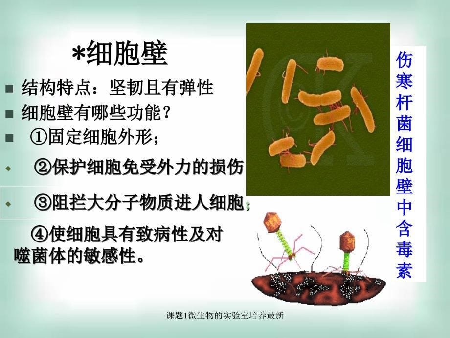 课题1微生物的实验室培养最新课件_第5页