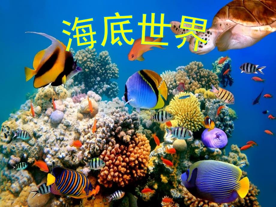 海底世界课件1_第1页