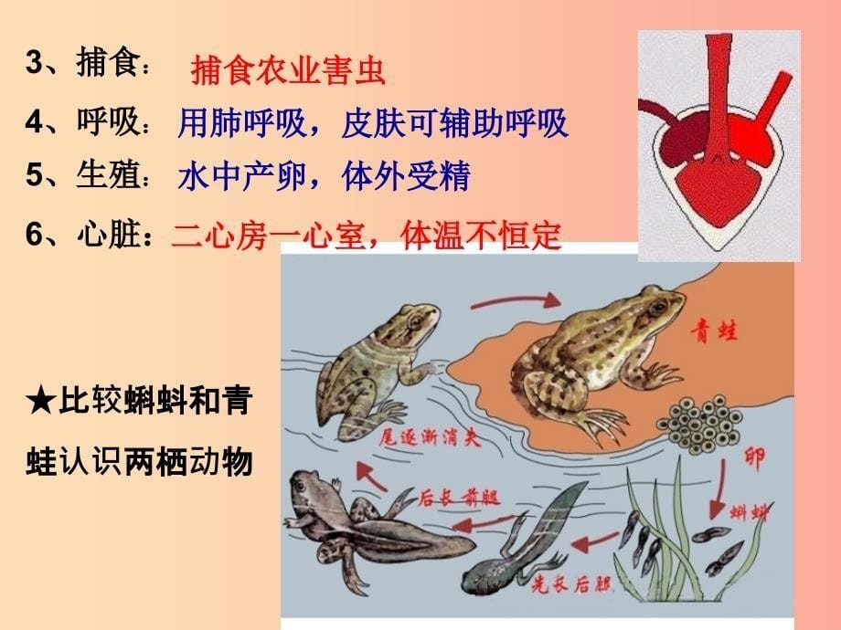 八年级生物上册 第五单元 第一章 第五节 两栖动物和爬行动物课件 新人教版.ppt_第5页