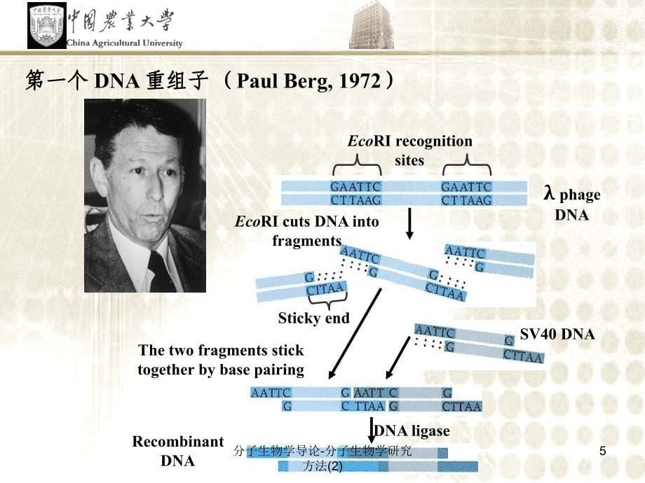 最新分子生物学导论分子生物学研究方法2_第5页