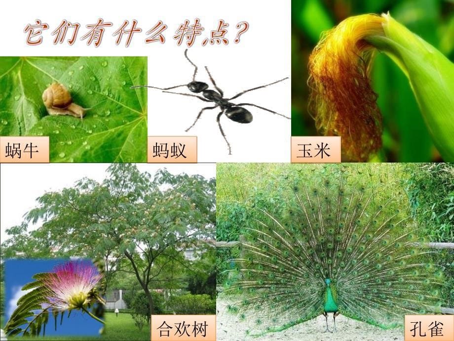 青岛版五四制科学三上1.3我们周围的动植物课件2_第5页