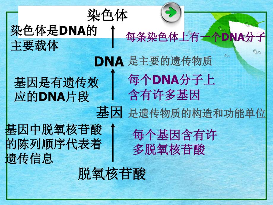 基因的表达ppt课件_第3页