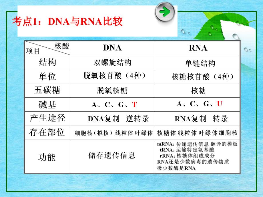 基因的表达ppt课件_第4页