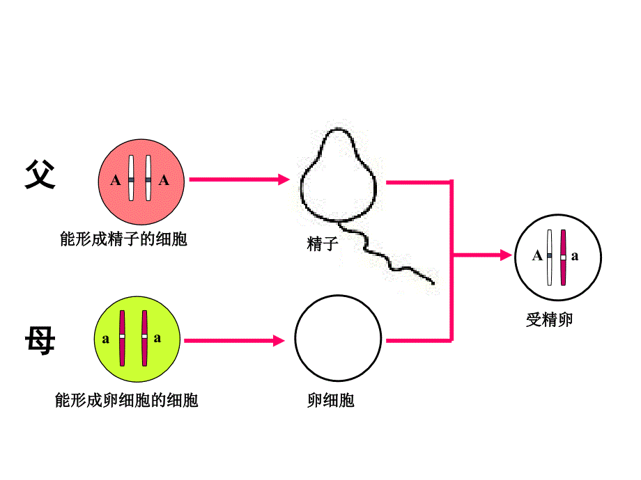 《基因的显性和隐性》课件.ppt_第2页