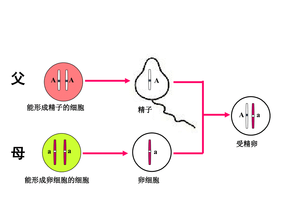 《基因的显性和隐性》课件.ppt_第3页