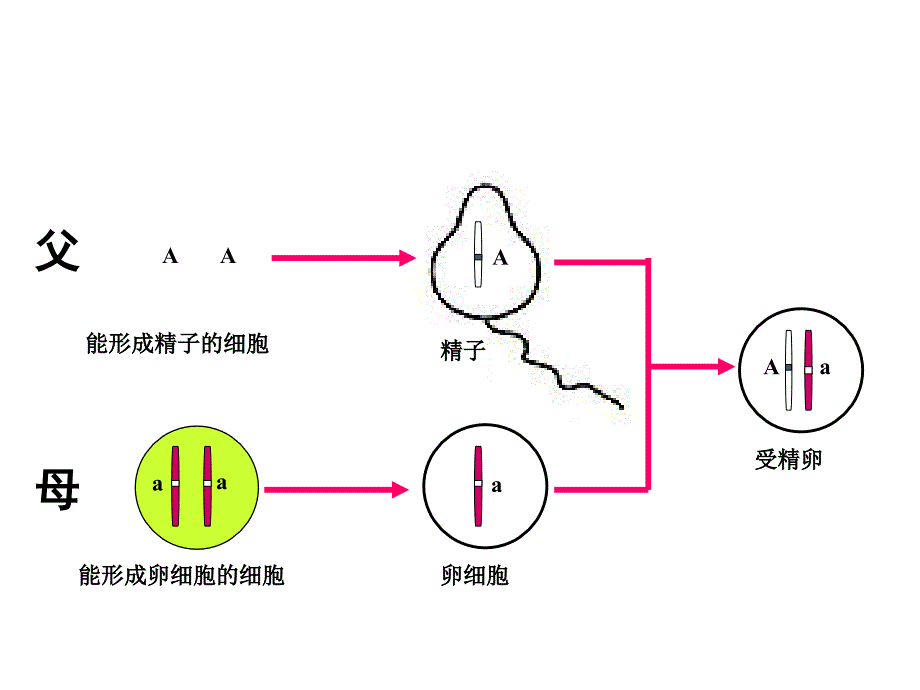 《基因的显性和隐性》课件.ppt_第4页