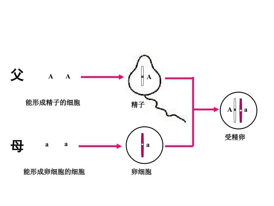 《基因的显性和隐性》课件.ppt_第5页