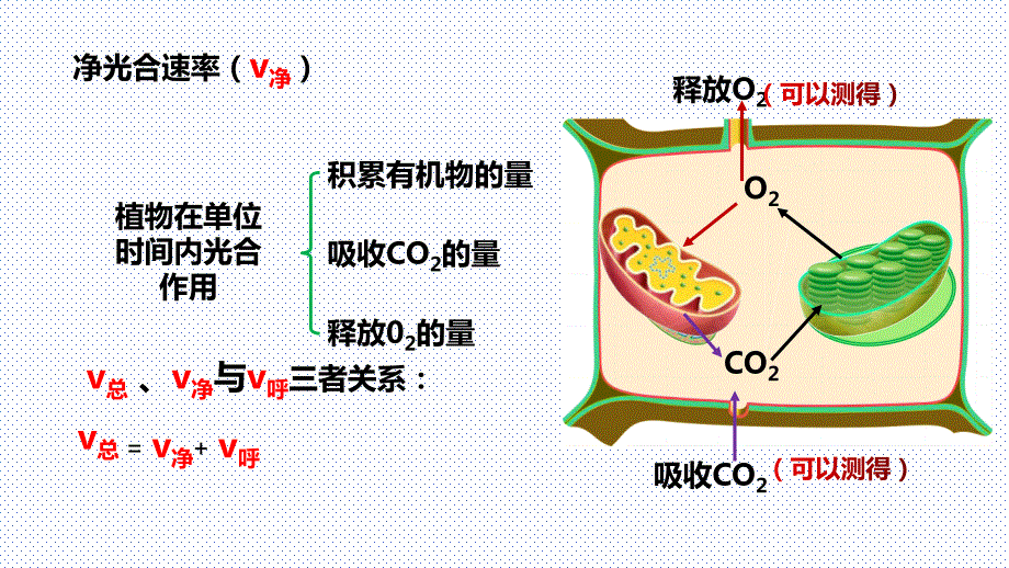 【课件】高三生物一轮复习课件：影响光合作用的因素及应用_第3页