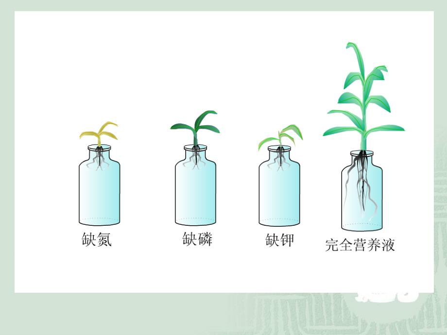 植物的矿质营养yong.ppt_第1页