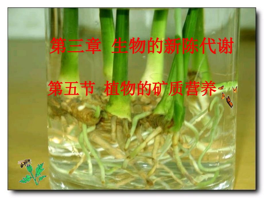 植物的矿质营养yong.ppt_第3页