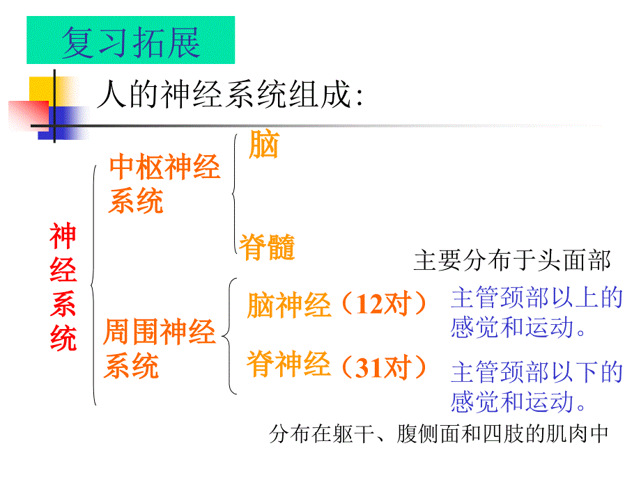 332神经调节1_第3页