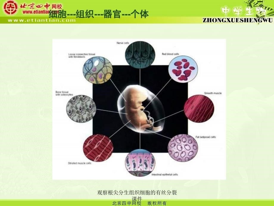 观察根尖分生组织细胞的有丝分裂课件_第5页