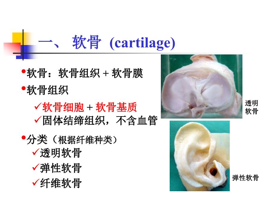 组织学：软骨和骨素材课件_第2页