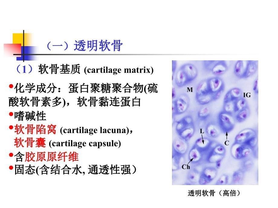 组织学：软骨和骨素材课件_第5页