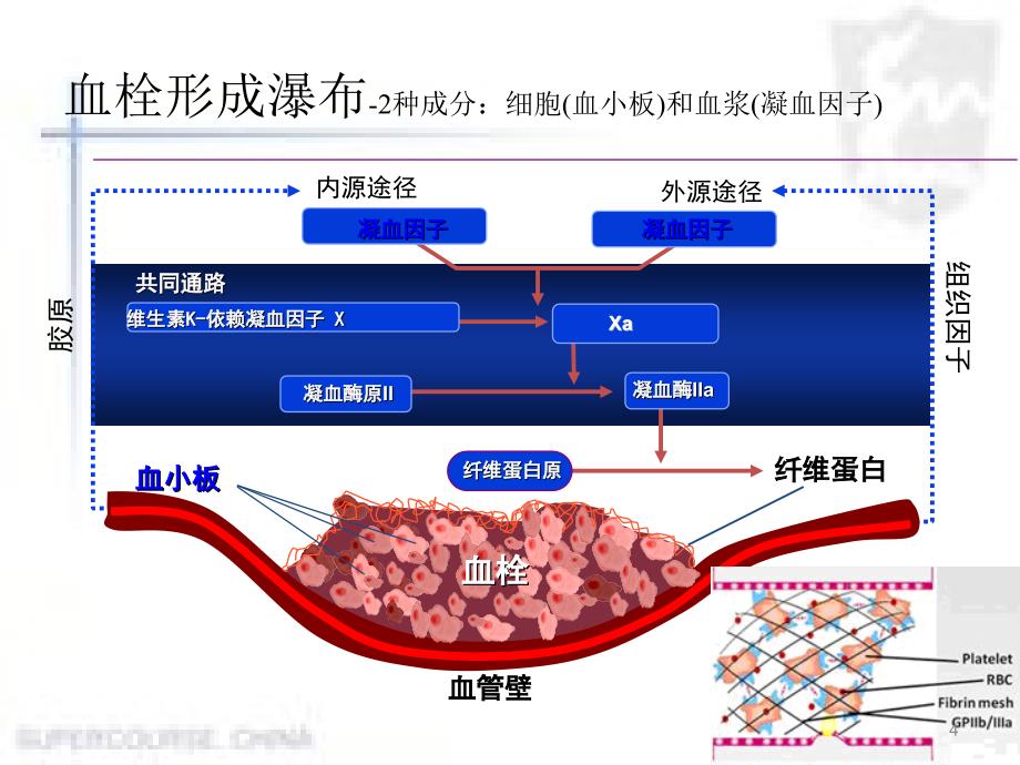 医学课件抗血小板凝集药物_第4页