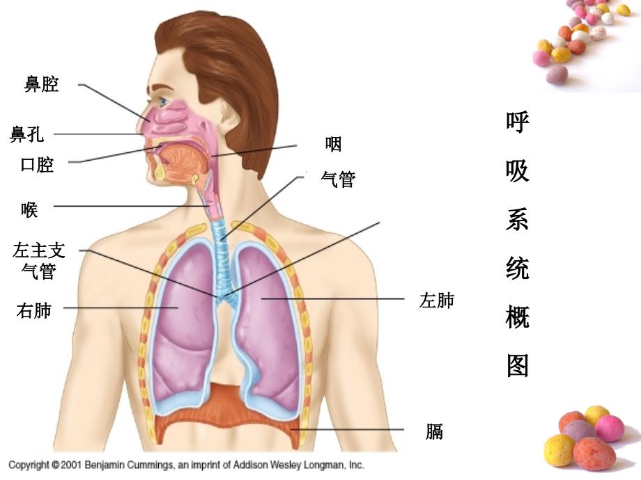 第二十章作用于呼吸系统的药物_第2页