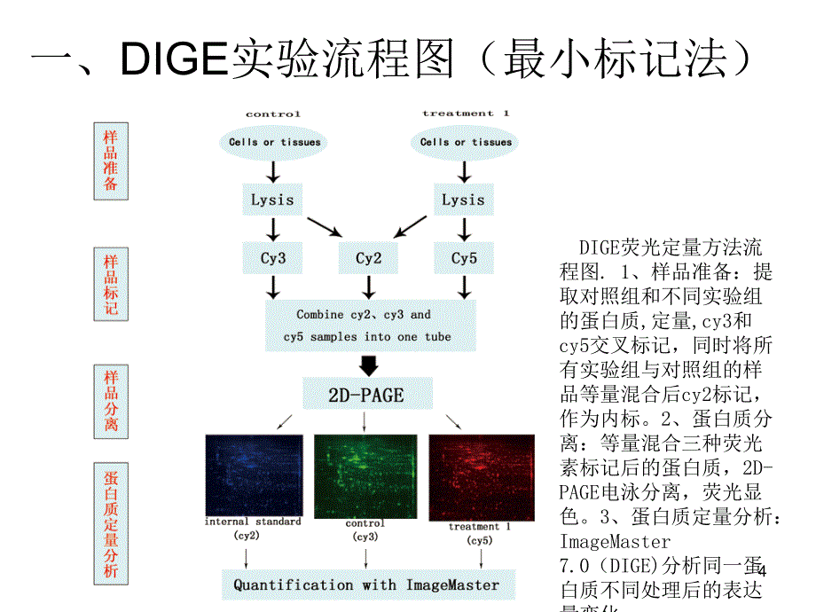 DIGE实验步骤_第4页